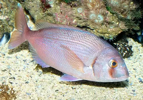 Red Porgy
